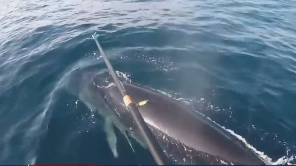 NOAA receives petition to consider endangered whale protections
